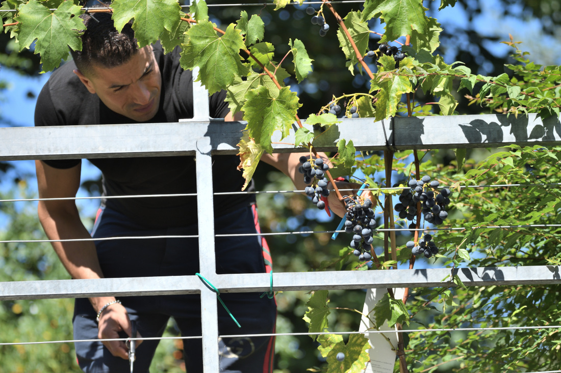 Unterprojekt Tafeltrauben