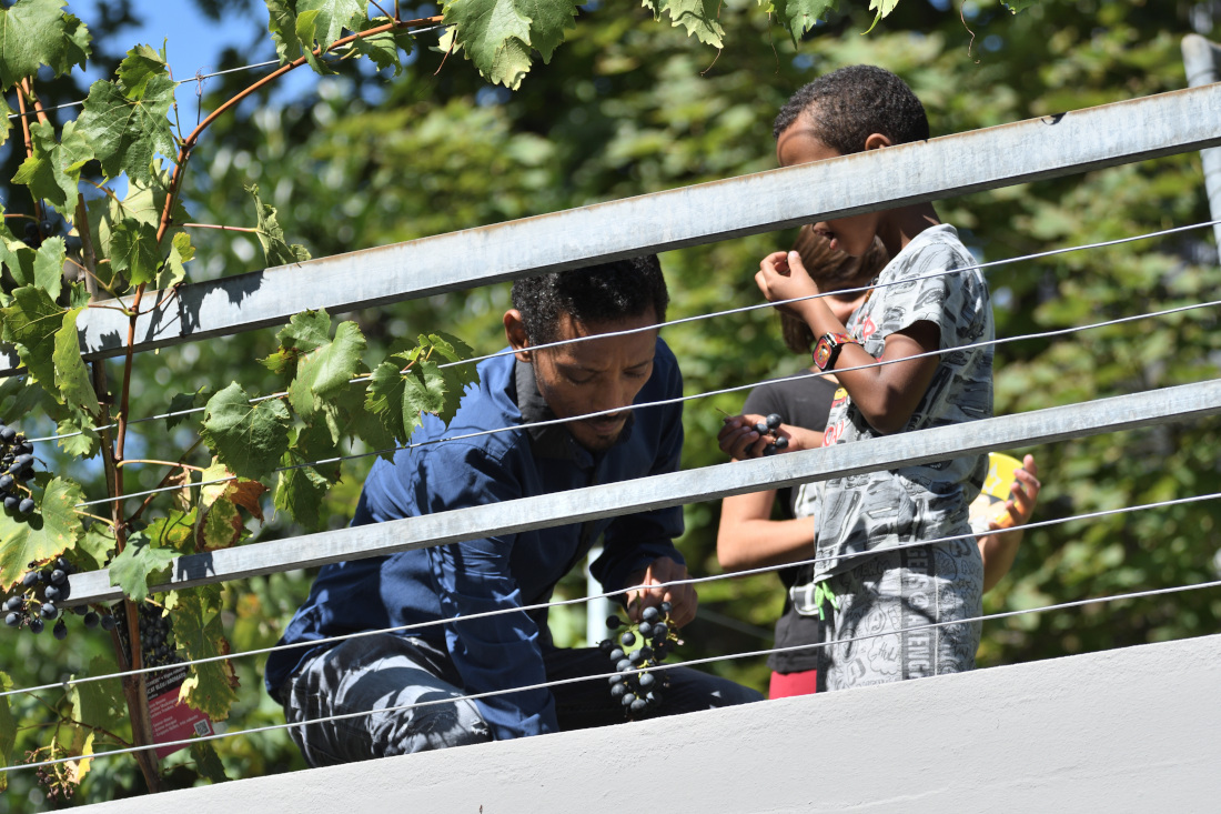 Unterprojekt Tafeltrauben