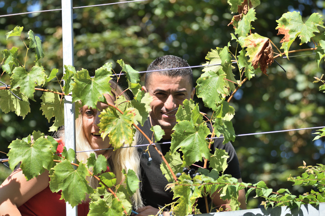Unterprojekt Tafeltrauben